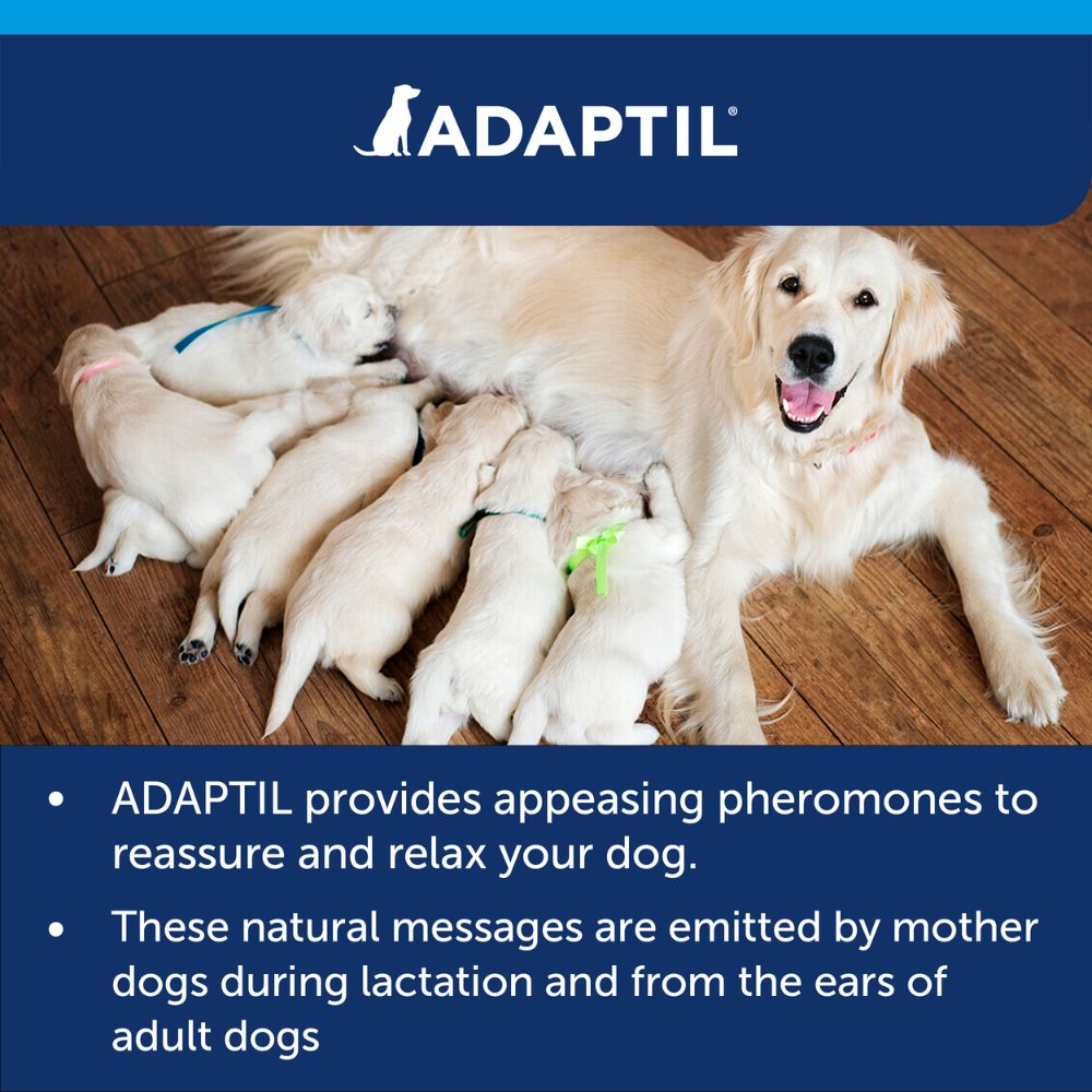 ADAPTIL Calm Collar Dog Calming Collar Shop Online