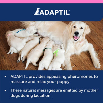 ADAPTIL Junior Collar