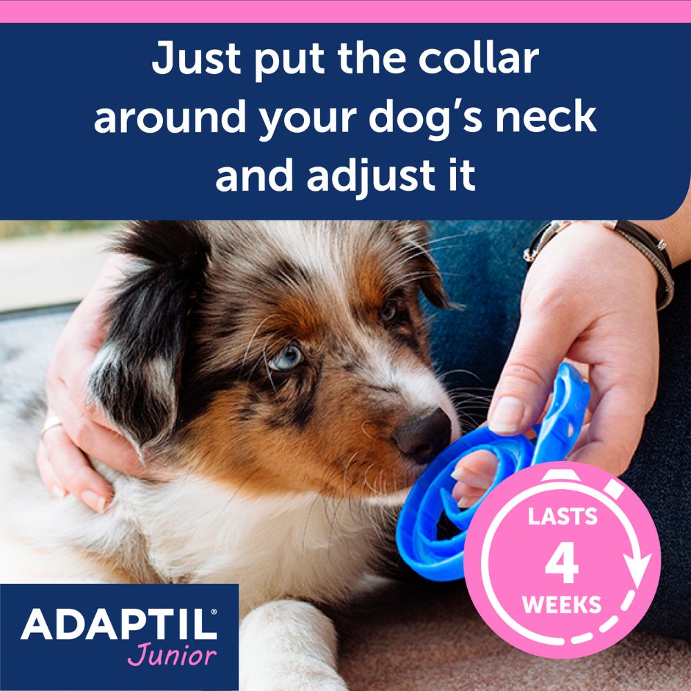 ADAPTIL Junior Collar